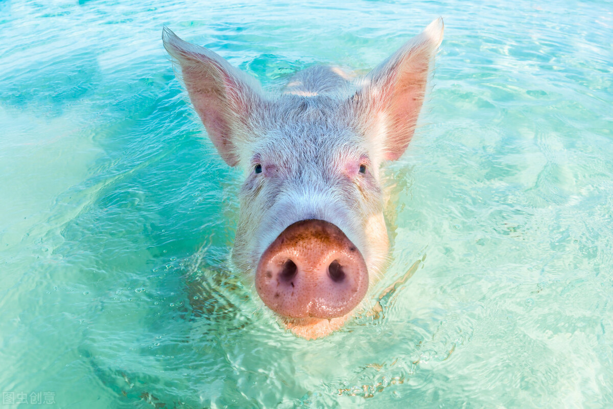猪会游泳吗,猪会游泳吗百度百科