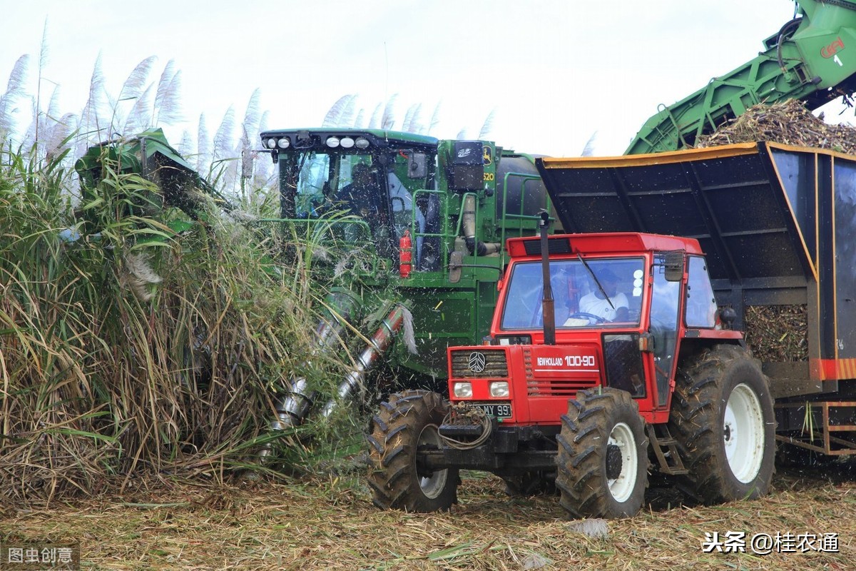 广西农民砍甘蔗最累最辛苦，为啥却不想用机械化砍收？