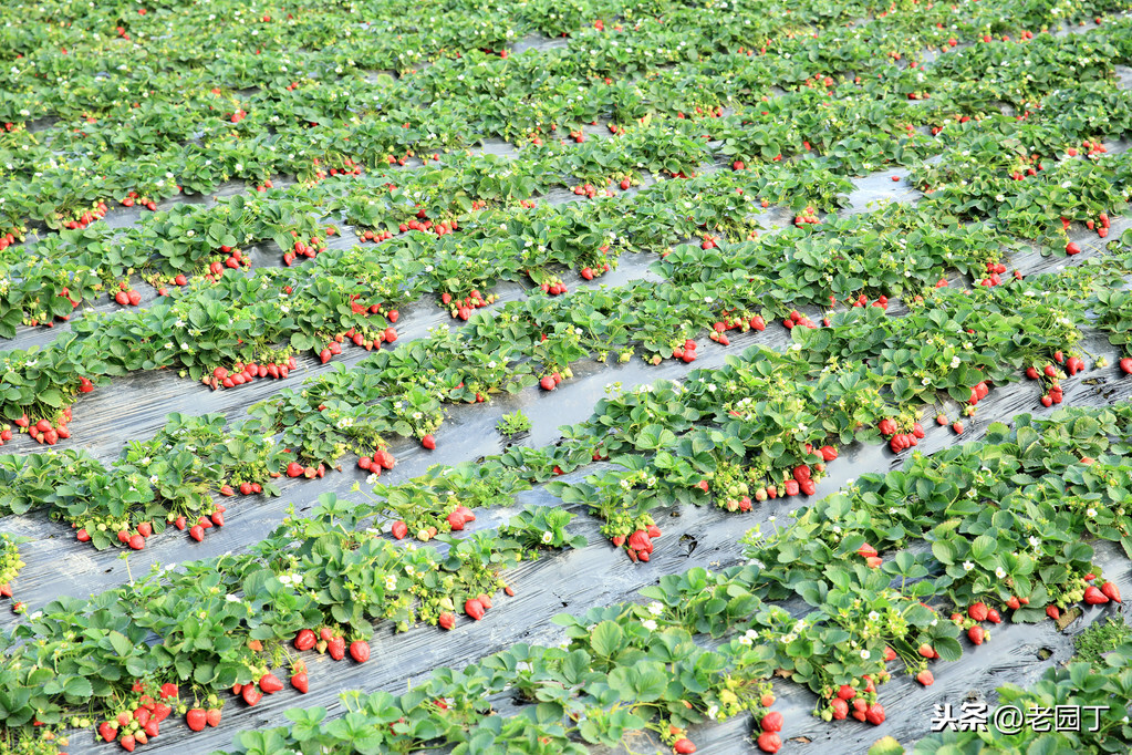 草莓种植方法全过程