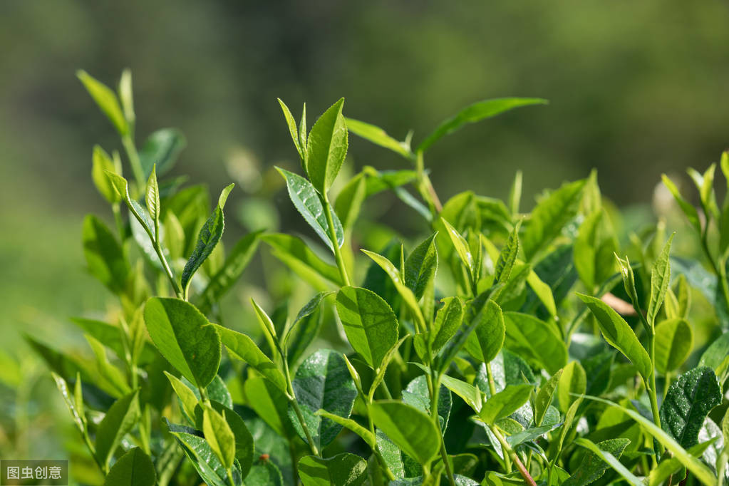 茶是酸性还是碱性（茶叶是碱性的，却喜欢在酸性土壤生长）