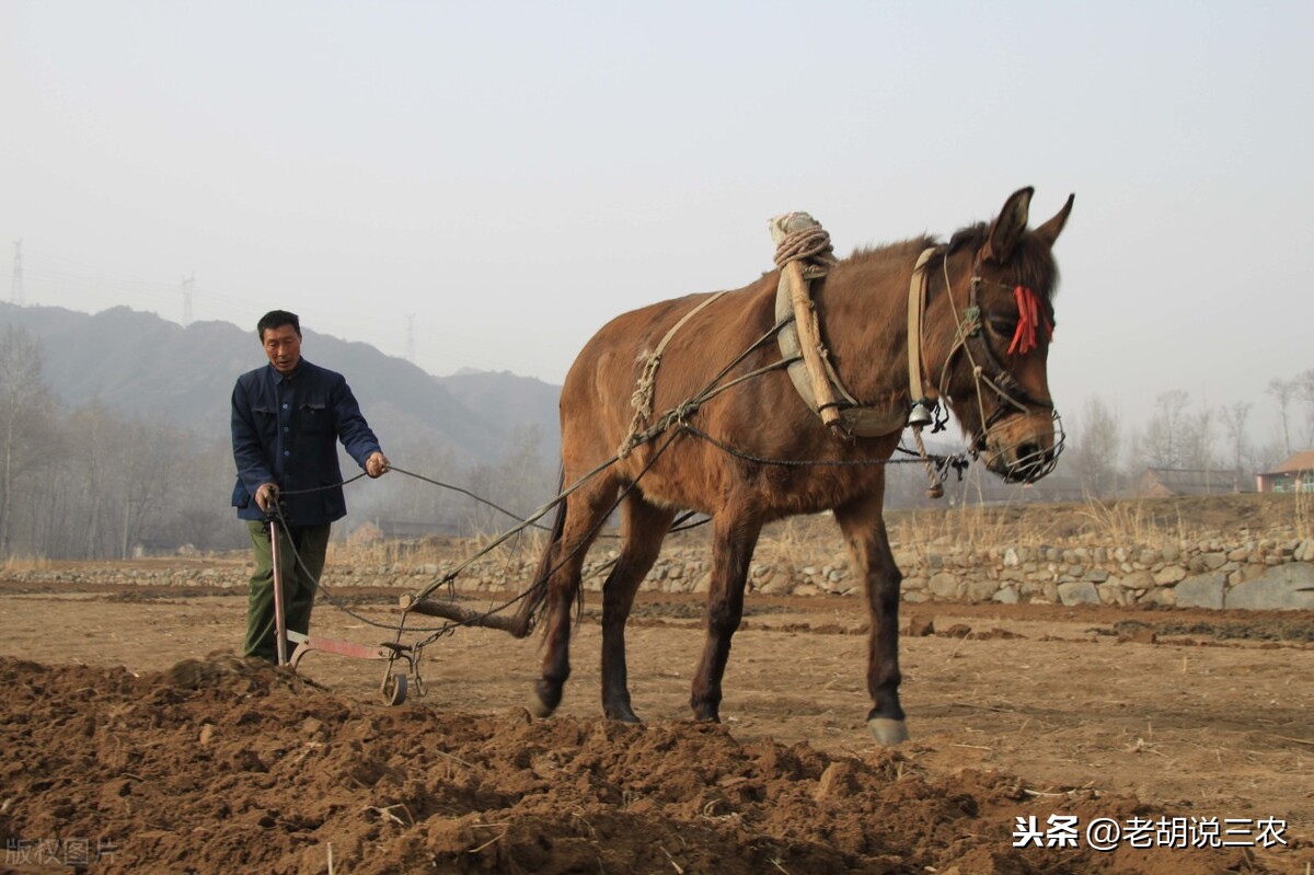 高地骡子图片