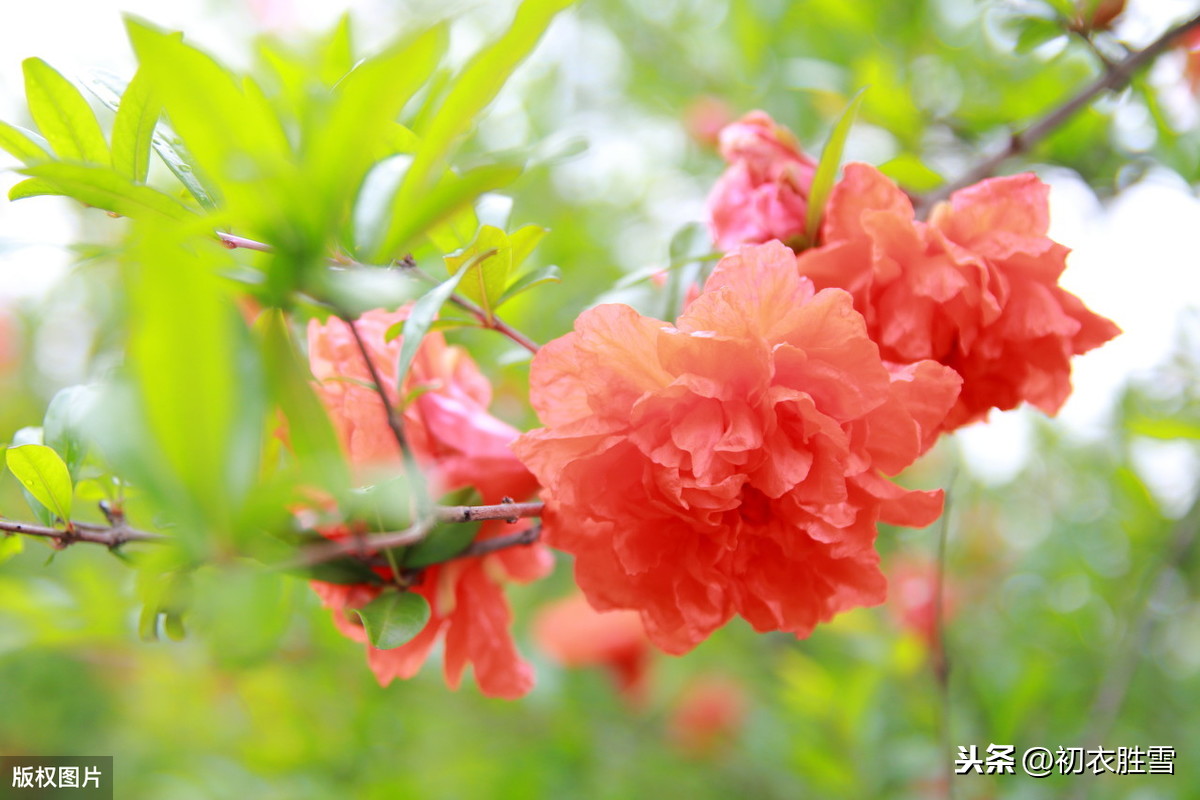 初夏美句：石榴开遍透帘明，夏浅胜春最可人