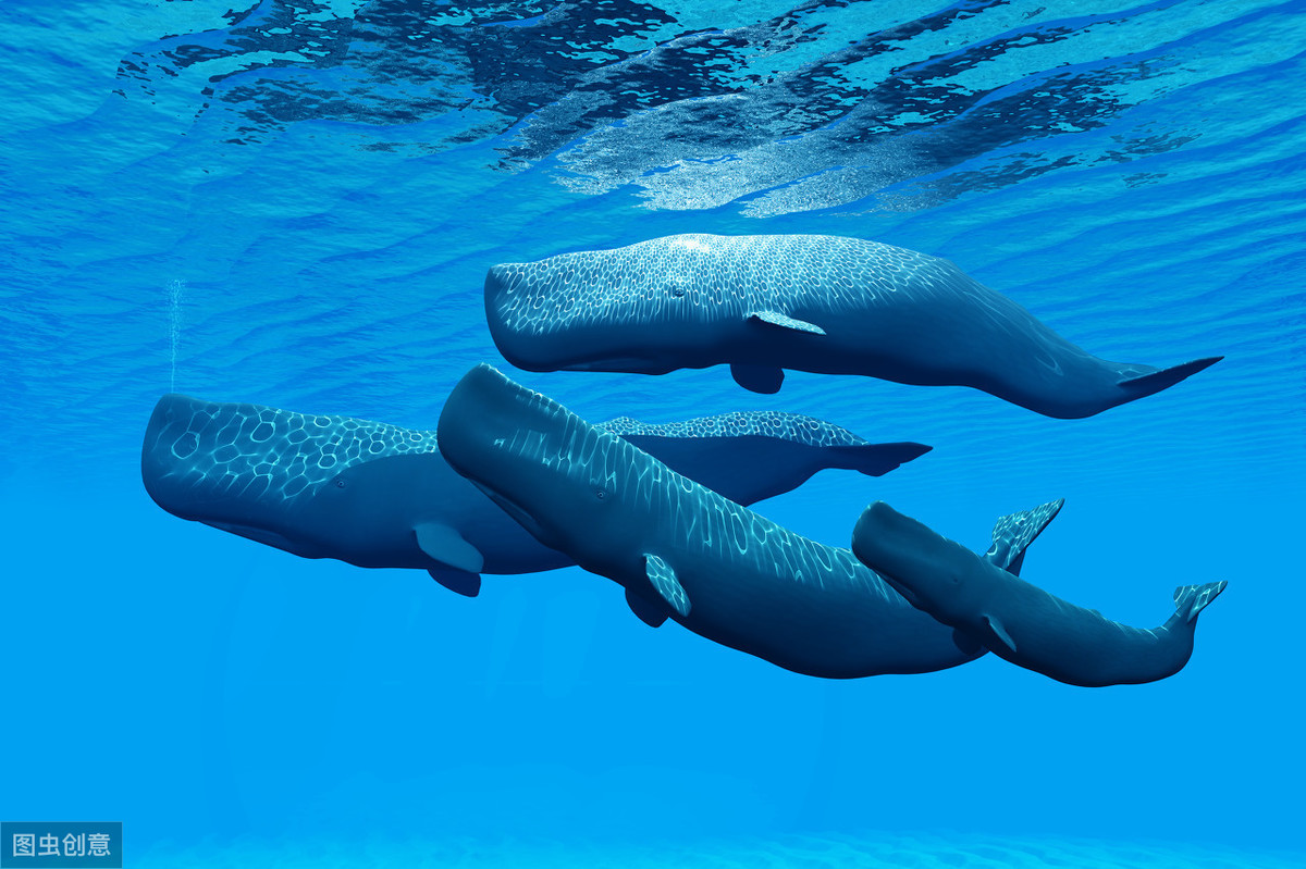 深海水族馆侏儒抹香鲸图片