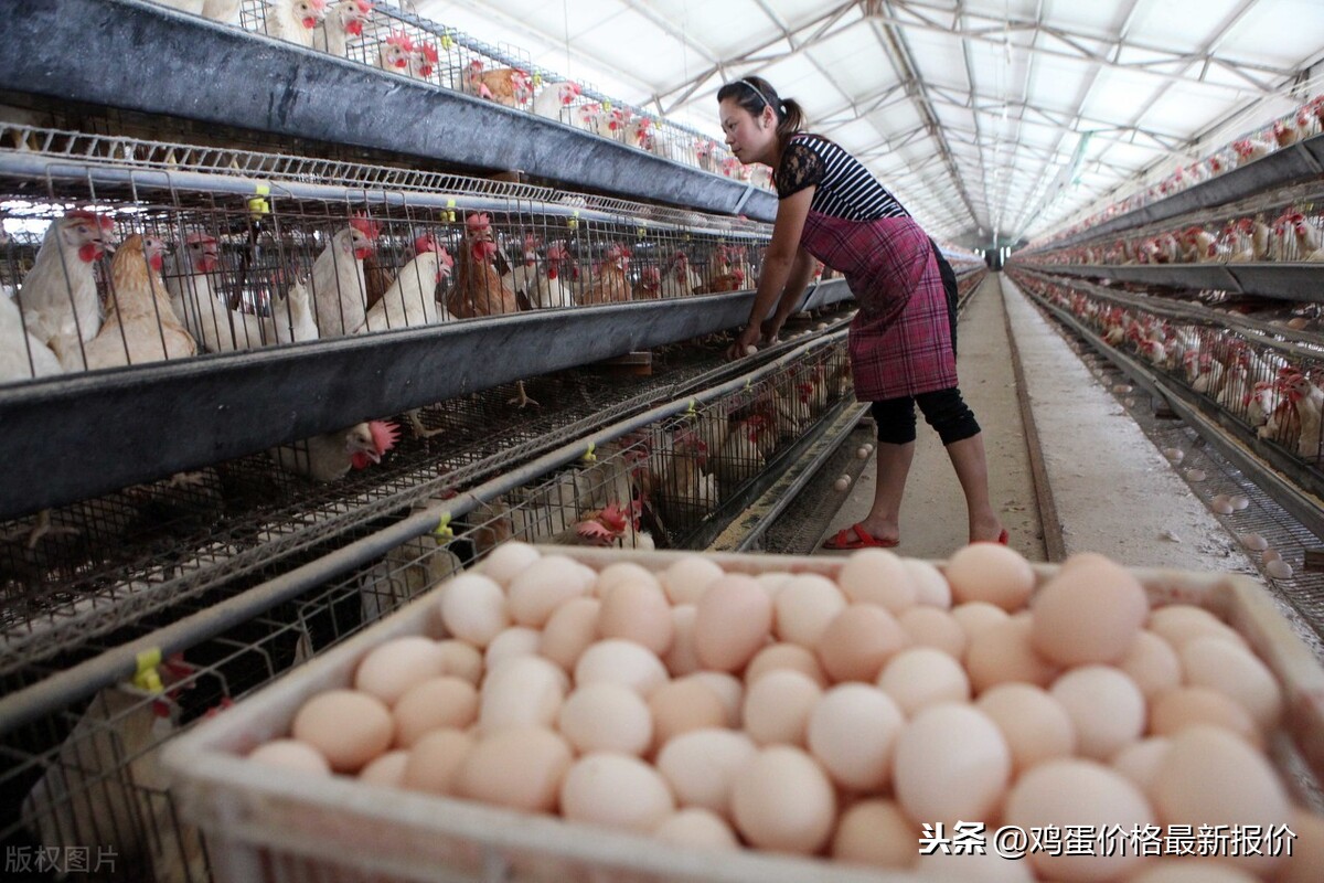 午间鸡蛋价格，2020年12月18日河北馆陶辛集鸡蛋价格下跌