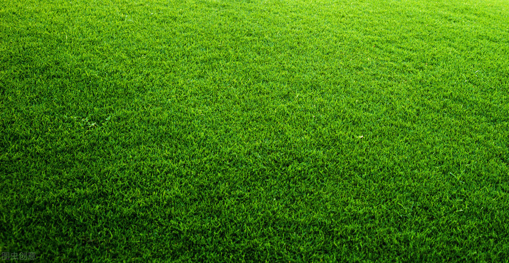 天鹅绒草坪需要修剪吗(草坪种植管理技术，掌握播种和修剪技巧，促进草坪的绿化效果)
