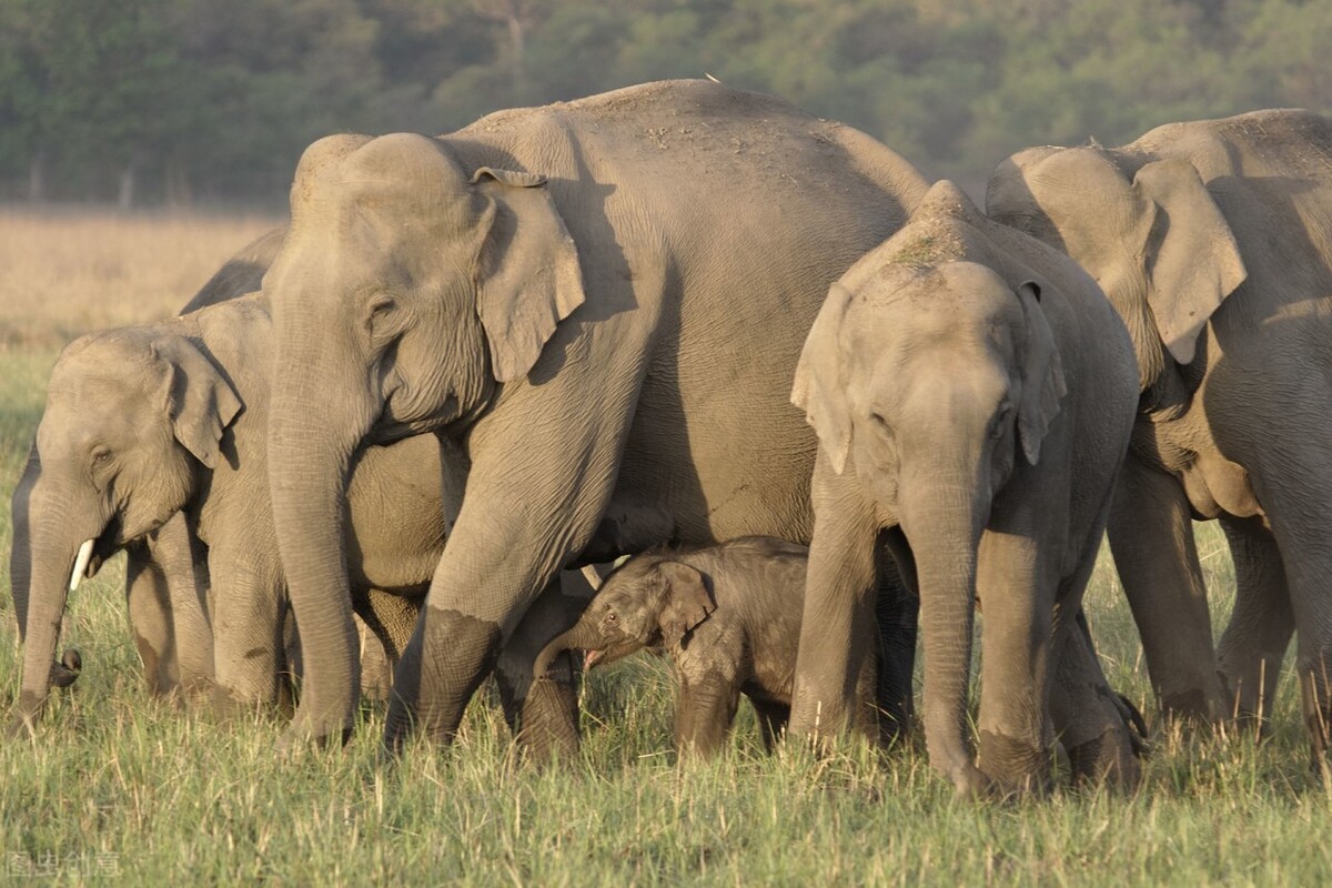 为何公象会强上犀牛？大象的交配与繁殖，奇怪的知识又增加了