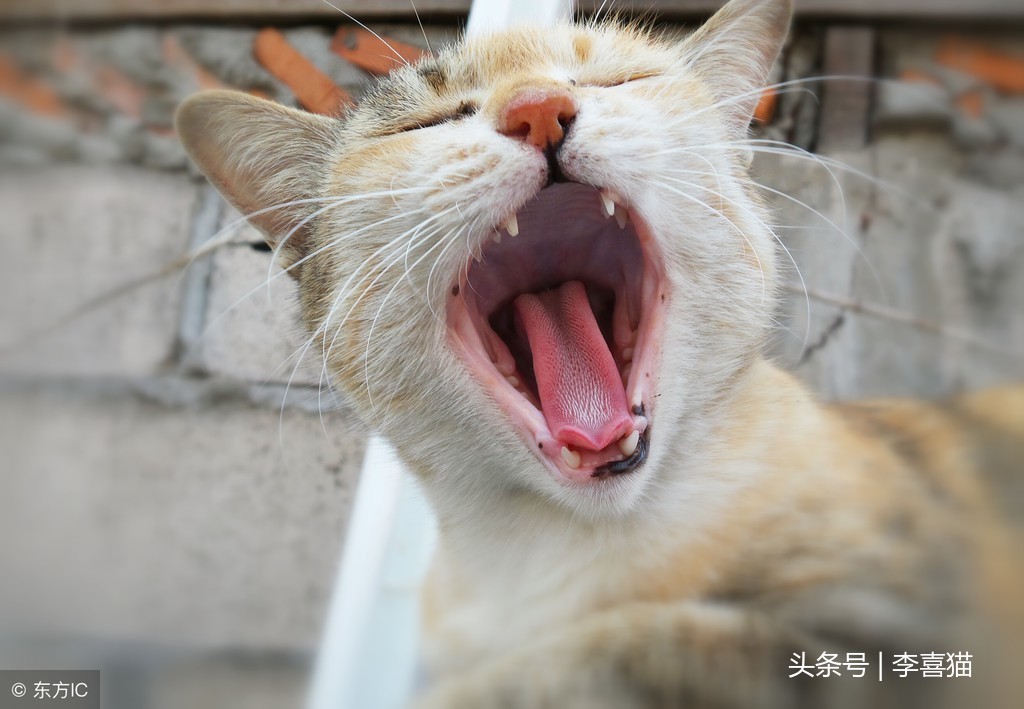 猫咪出现口臭很可能是健康状况的信号，铲屎官要重视起来认真应对