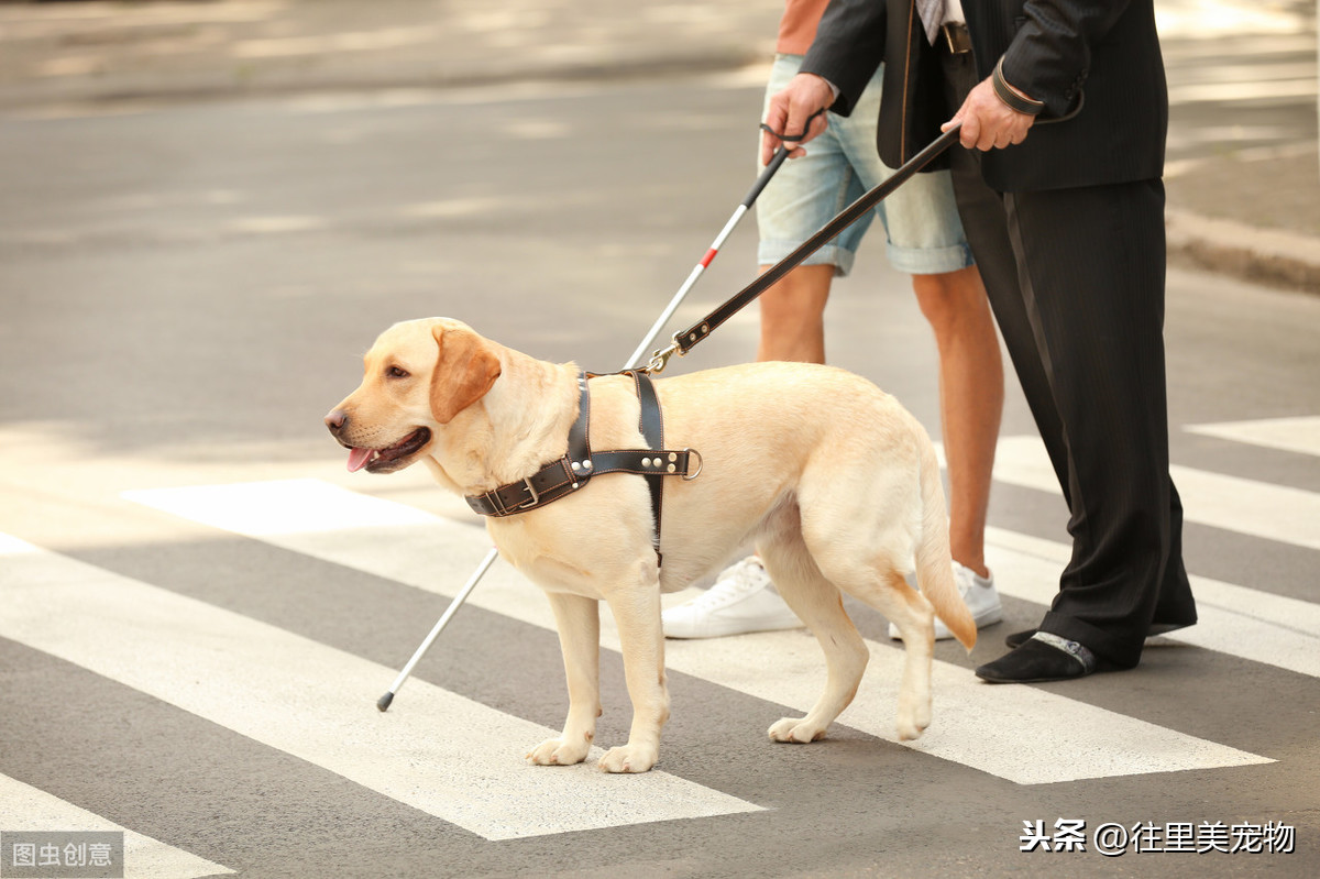 培育一只导盲犬需要花费15万，训练18个月！难怪很多盲人申领不到