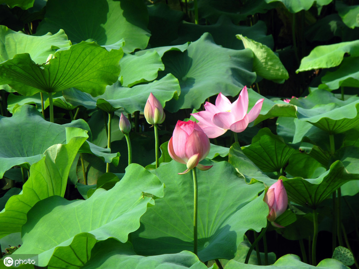 鲜花的短暂与假花的永恒——两者之间，你觉得哪个更美好？