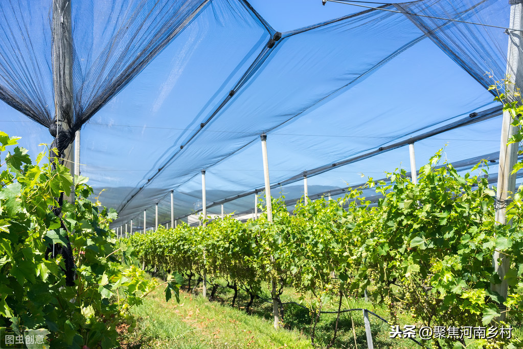 渑池“巧媳妇”杨希亭，种植葡萄有绝招，一年收入居然达到40万元