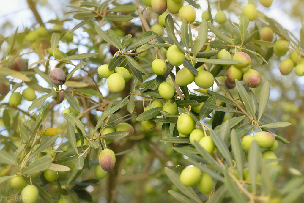 斯里兰卡橄榄的种植与管理，不仅能吃，还有特别多作用