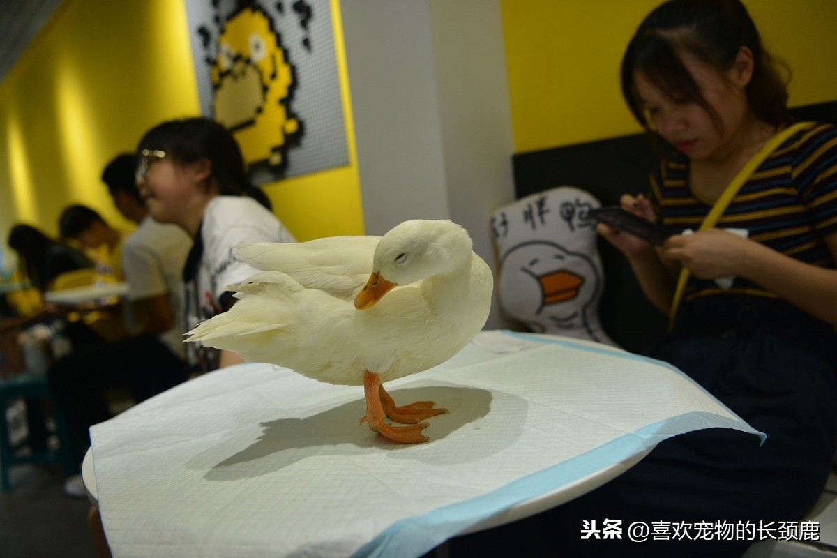 柯尔鸭寿命有多长（鸭界新宠儿柯尔鸭养护指南）