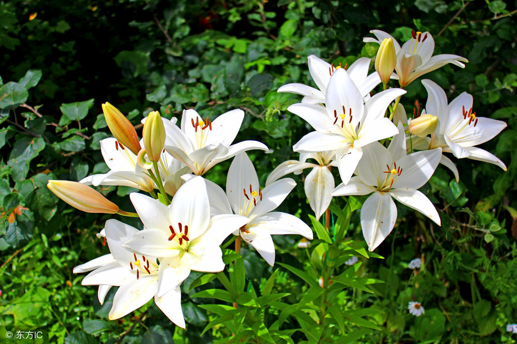 百合花朵数花语,99朵百合花的含义