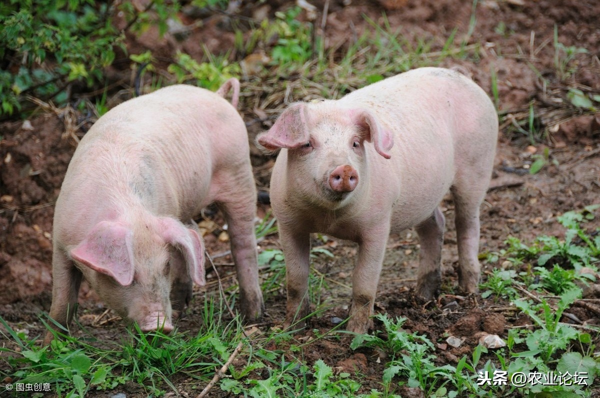 2019年猪苗价格多少一斤？养一头母猪一年的成本和利润是多少？