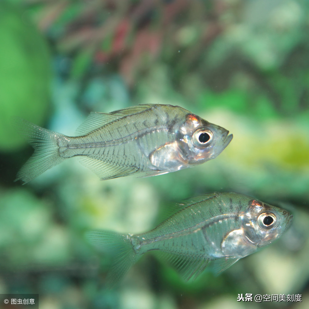 水族馆常见观赏鱼图片