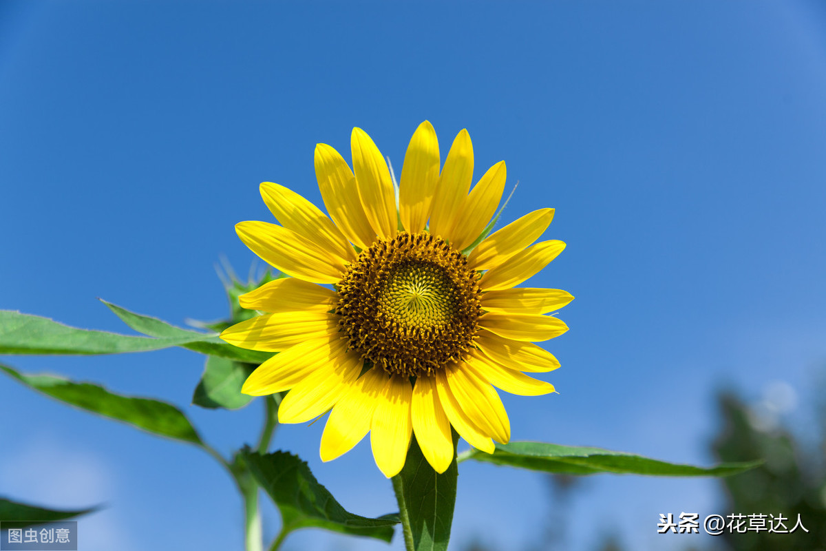 向日葵的象征是什么意思（揭秘向日葵的象征和寓意）