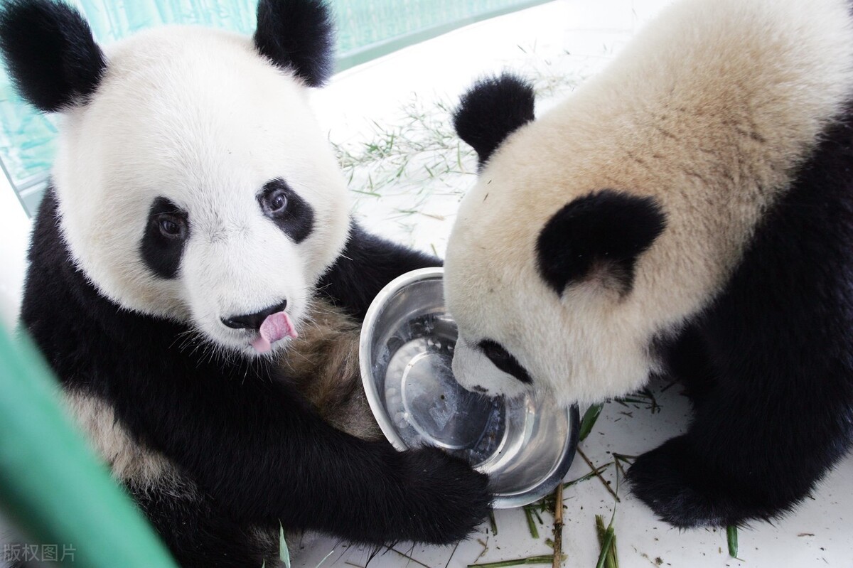 大熊猫竟有两种！还是30万年没联系的亲戚！科普易混的亲戚动物