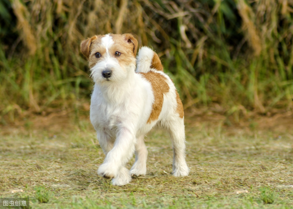 小型犬图片(这6种“小型犬”体型虽小，脾气却很暴躁，有你家狗子吗？)