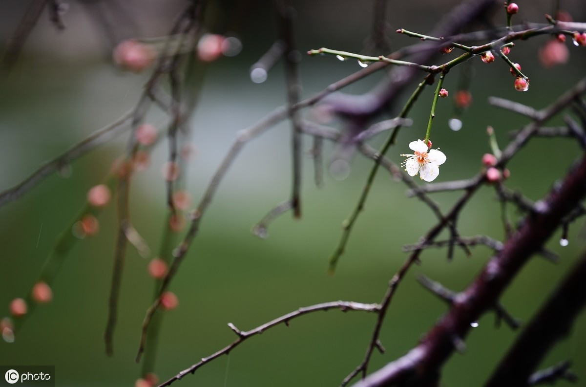 一场雨生出万般情，古诗词中的雨，清晰灵动，唯美至极