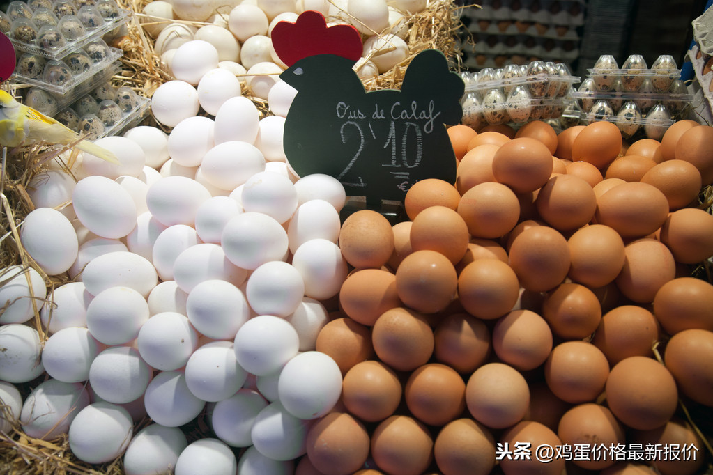 中国今日蛋价查询（今日全国蛋价查询）