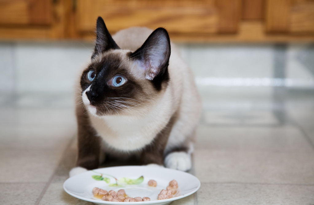 为什么养暹罗猫的人越来越少？不仅仅是因为贵，还有这6个原因
