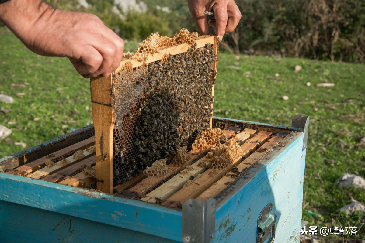 制造蜂蜡的是哪种蜜蜂,制造蜂蜡的是哪种蜜蜂?