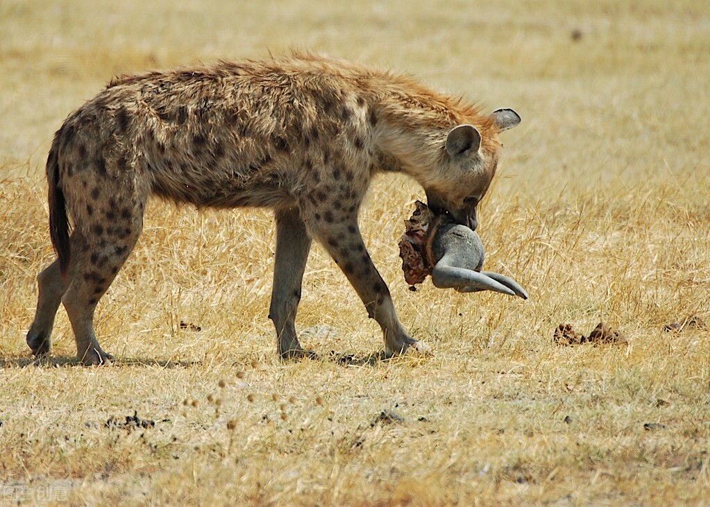 鬣狗怎么活下来的(贯穿雄性斑鬣狗的一生，只有一个字，那就是：惨)