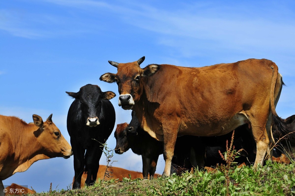 活牛收购价多少钱一斤？2018全国最新活牛价格和行情信息汇总