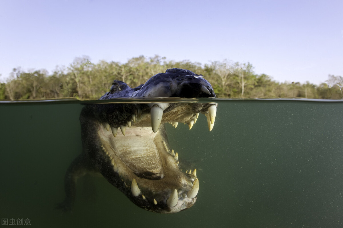 澳洲咸水鳄猛增10万只，猎人限量捕杀，鱼头鱼皮能卖7500$