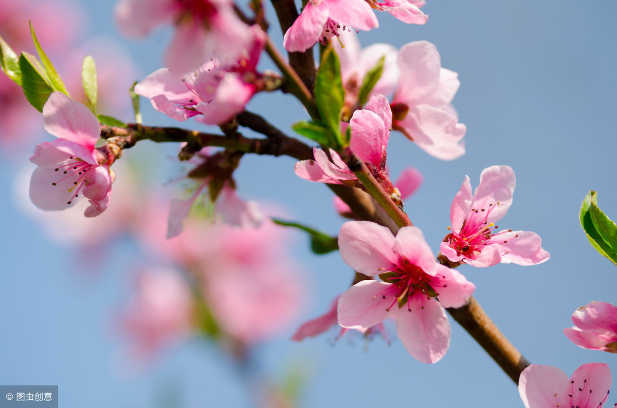 描写春日桃花盛开，色如佳人面上胭脂的上联：桃花初露胭脂色