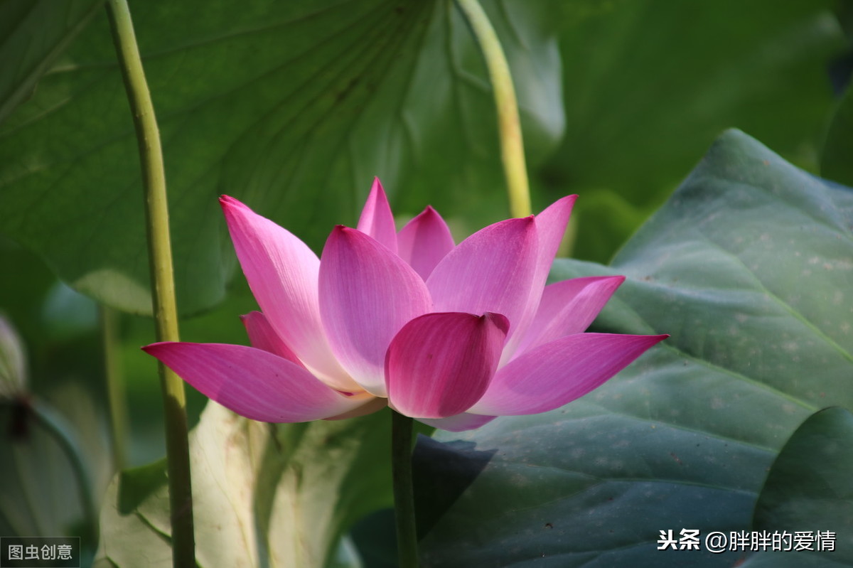 老当益壮,宁移白首之心;穷且益坚,不坠青云之志的理解_老当益壮,宁移白首之心;穷且益坚,不坠青云之志.(王勃)