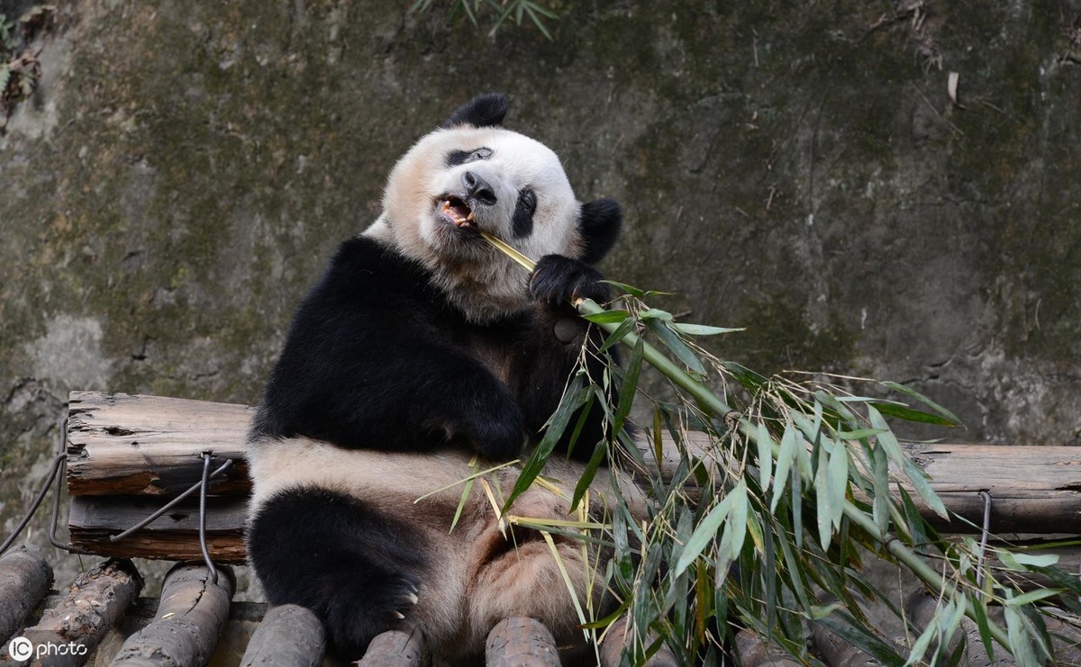每天拉40次粑粑的大熊猫，你还想养吗