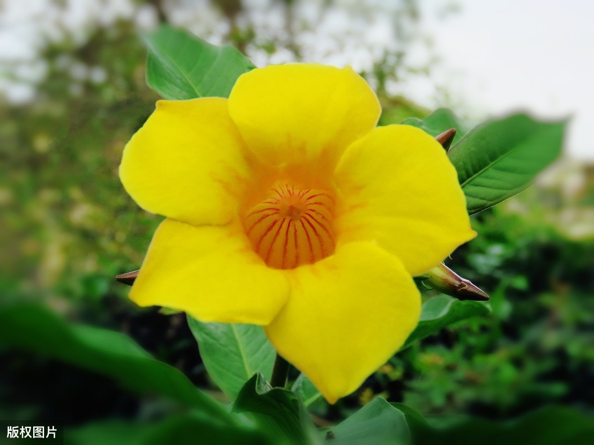 什么花是黄色的（浪漫温馨10种黄色系的花）