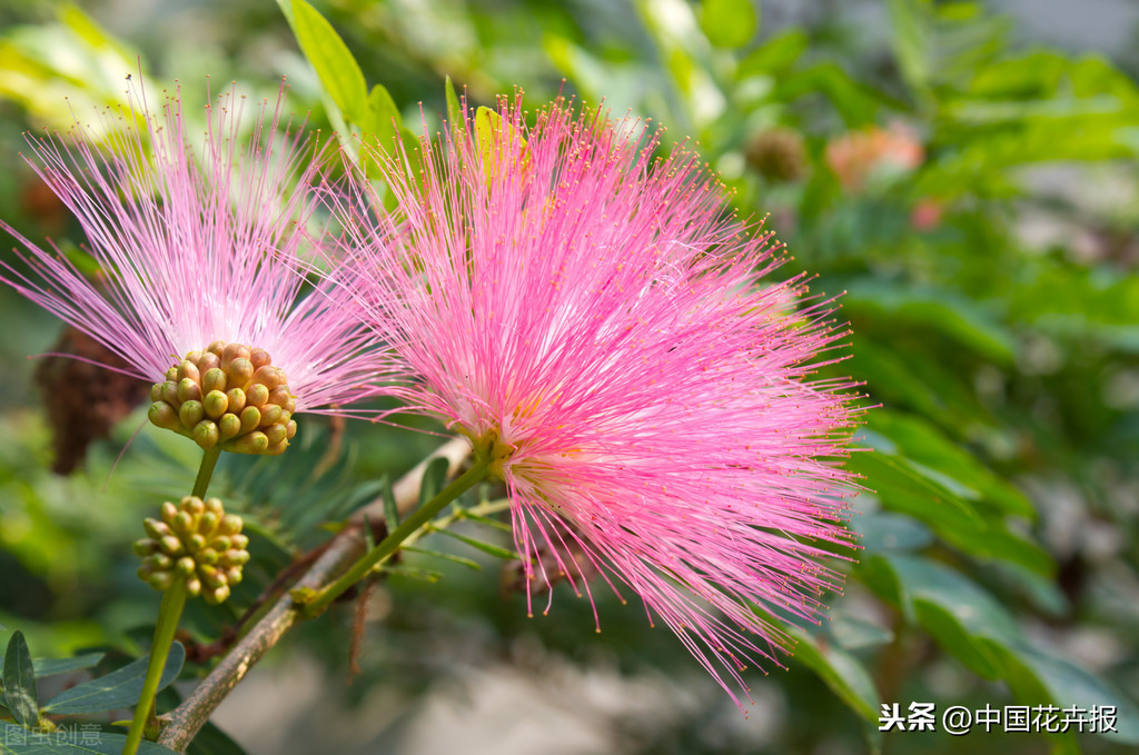 《甄嬛傳》中的合歡花原來這樣美