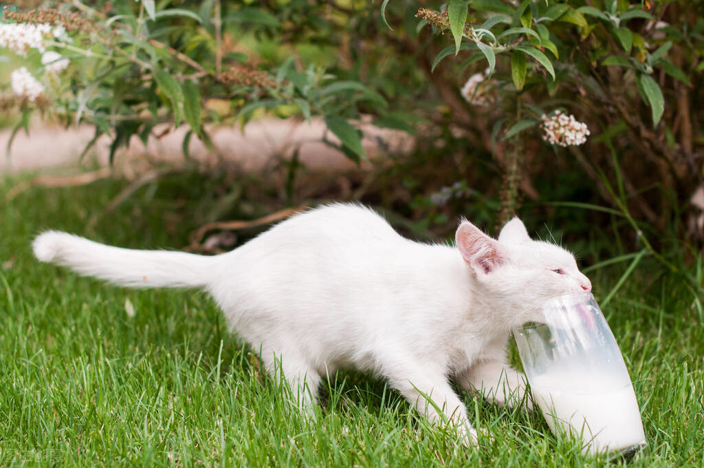 猫咪可以吃酸奶吗（猫咪吃酸奶的营养功效及注意事项）