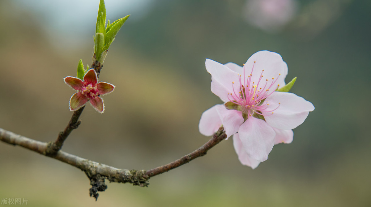 白居易的一首《大林寺桃花》，惊艳了整个初夏，成就绝句中的珍品