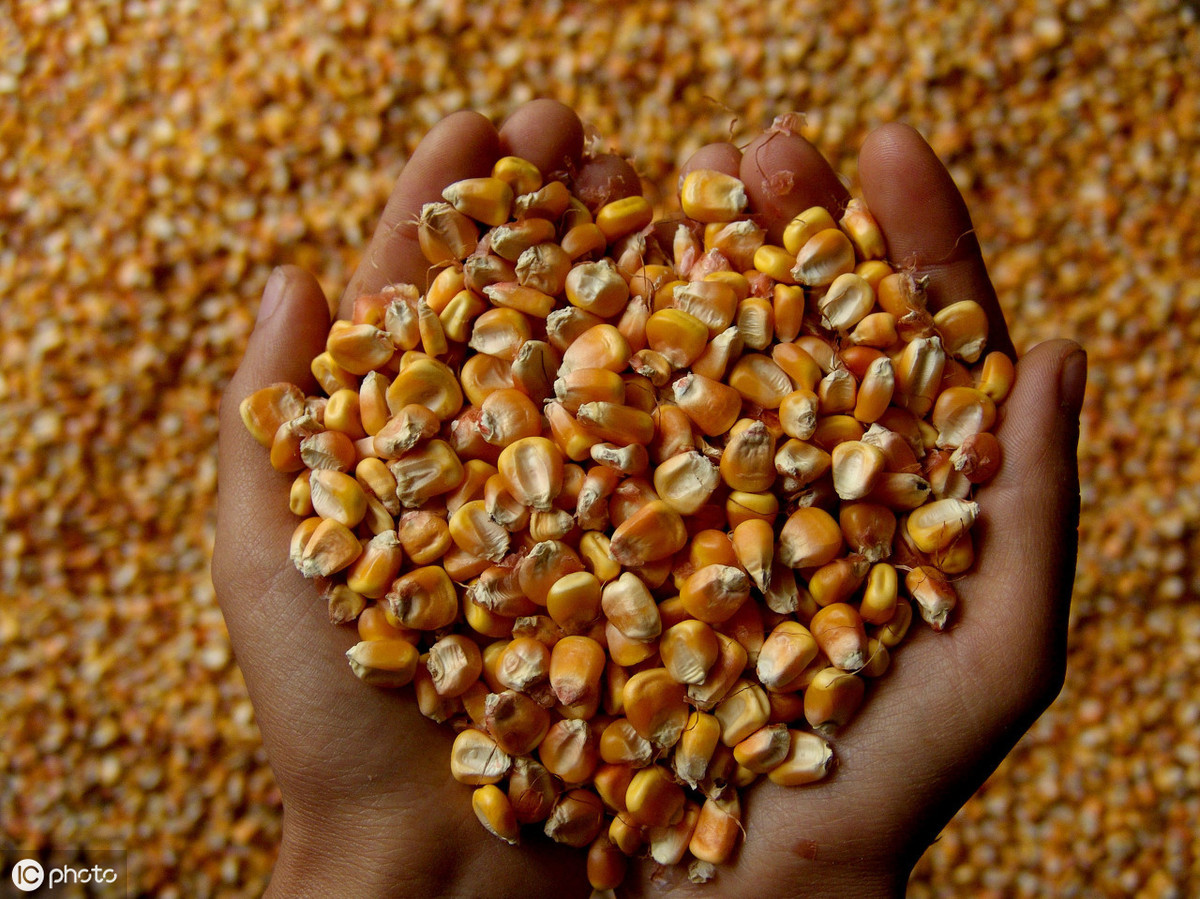 4月27日，山东地区玉米价格继续上涨，最高1980/吨
