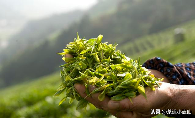 貴州只有白酒？讓你1分鐘快速了解貴州10大名茶