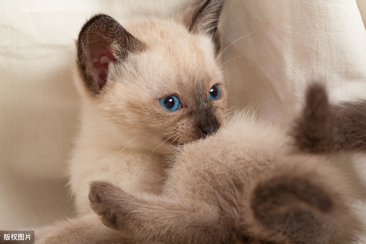 你确定不进来看看么，入行铲屎官想养的猫咪品种都在这里