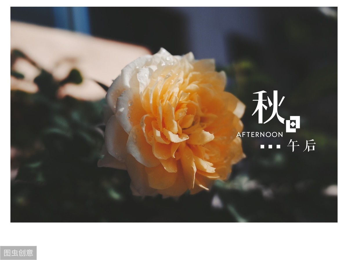 经典语句：感君一回顾，使我思君朝与暮