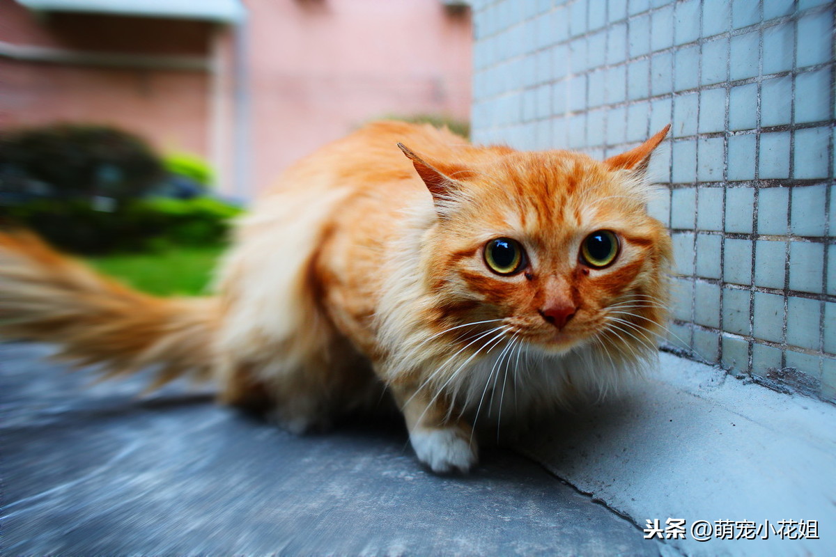 新手养猫不知如何选择？不妨首选我们的中华田园猫，绝对省心省钱