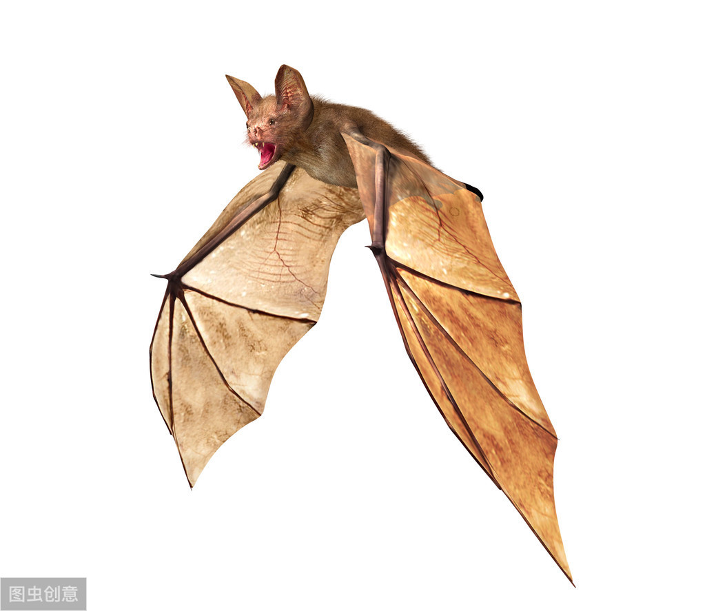 体内封存着上千种病毒，蝙蝠真的是罪魁祸首吗？