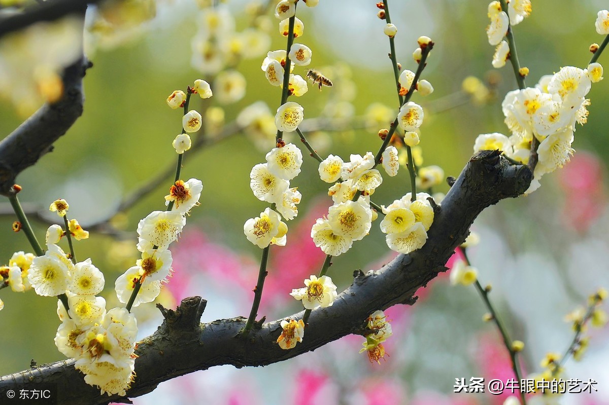 墙角数枝梅，凌寒独自开 遥知不是雪，为有暗香来 王安石