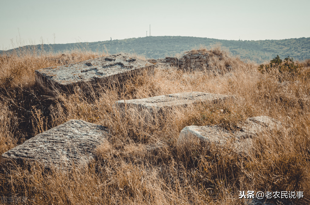 坟地栽什么树人财两旺（坟前种树的基本原则）