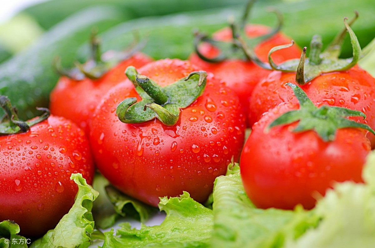 11月下旬西红柿主产区价格多少钱？最新市场收购价和行情分析信息