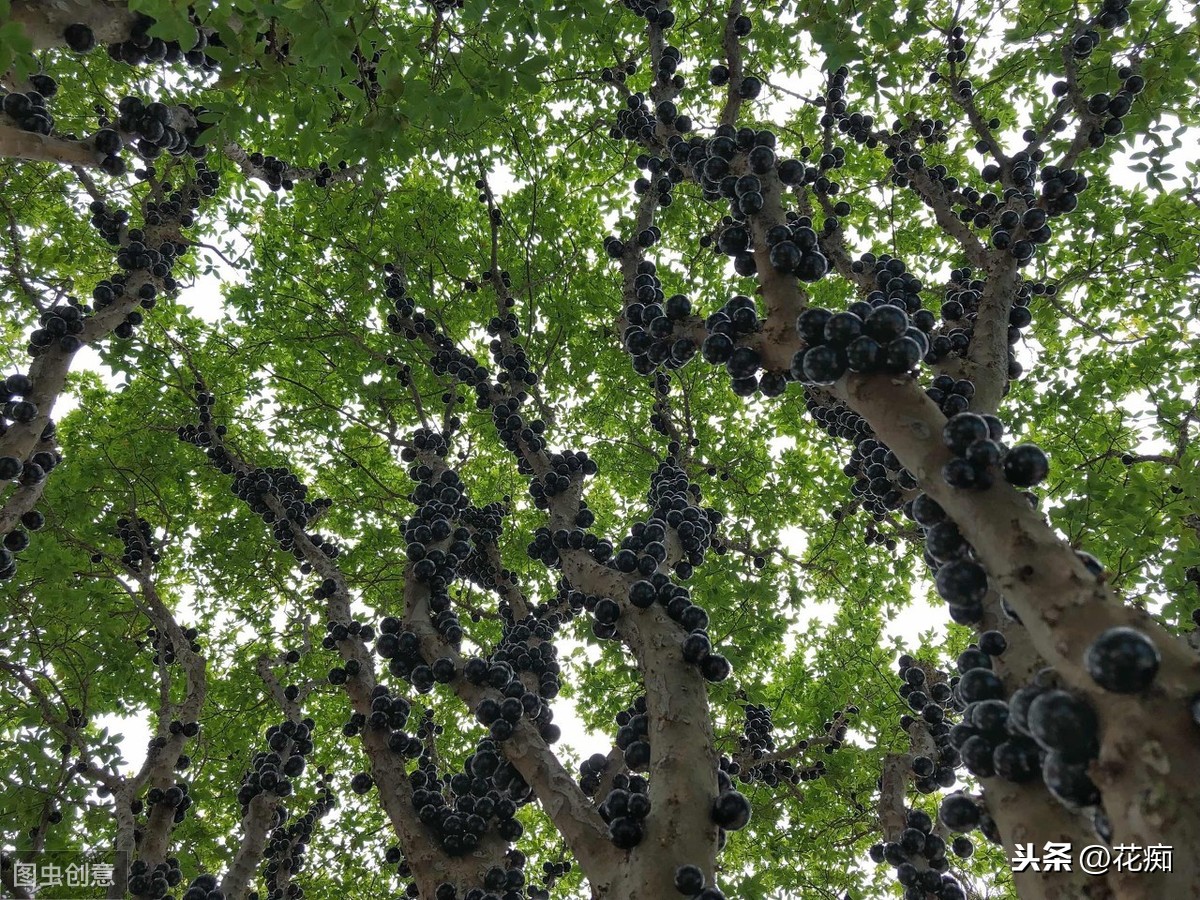 树葡萄的功效与作用,树葡萄的功效与作用及食用方法