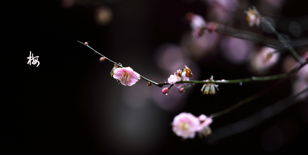 含有冬字的诗句100首飞花令(带有冬字的古诗词100首)