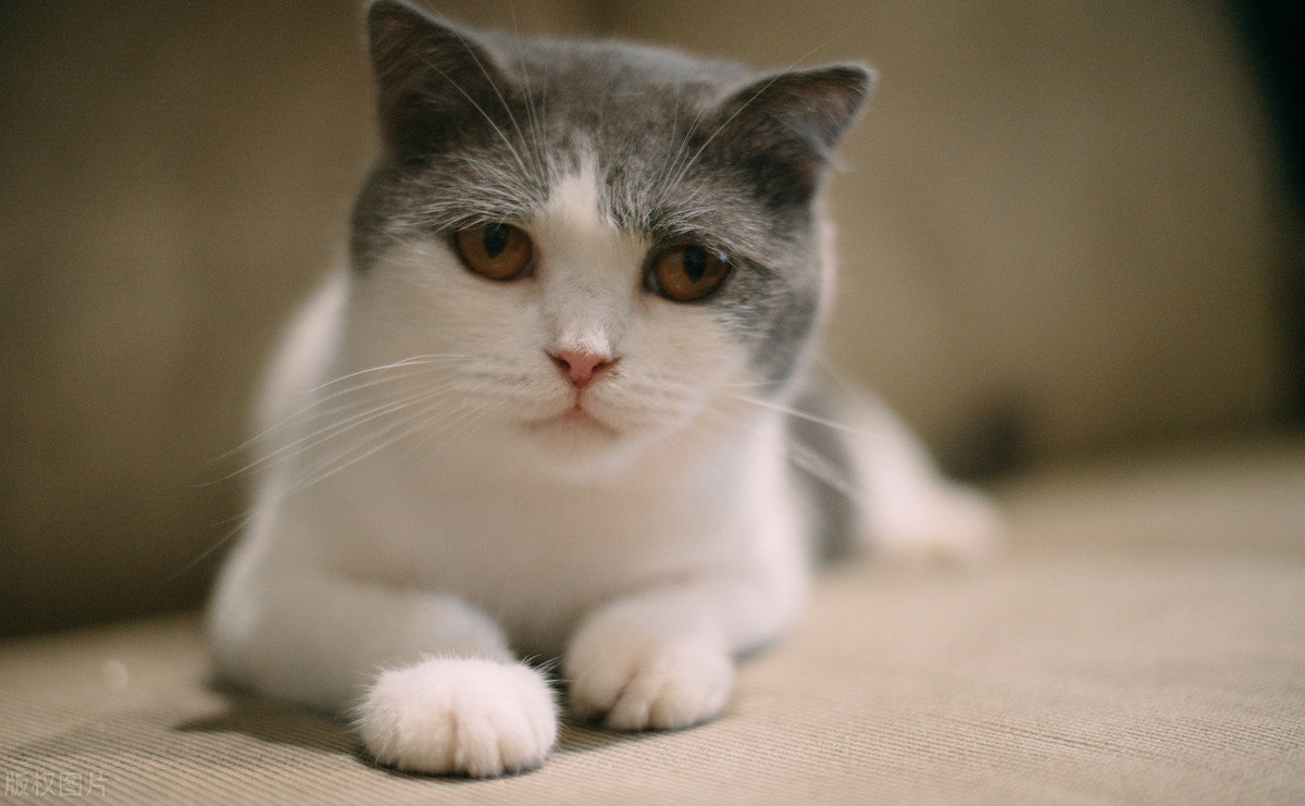 猫感冒一般几天自愈（教你三种缓解症状技巧）