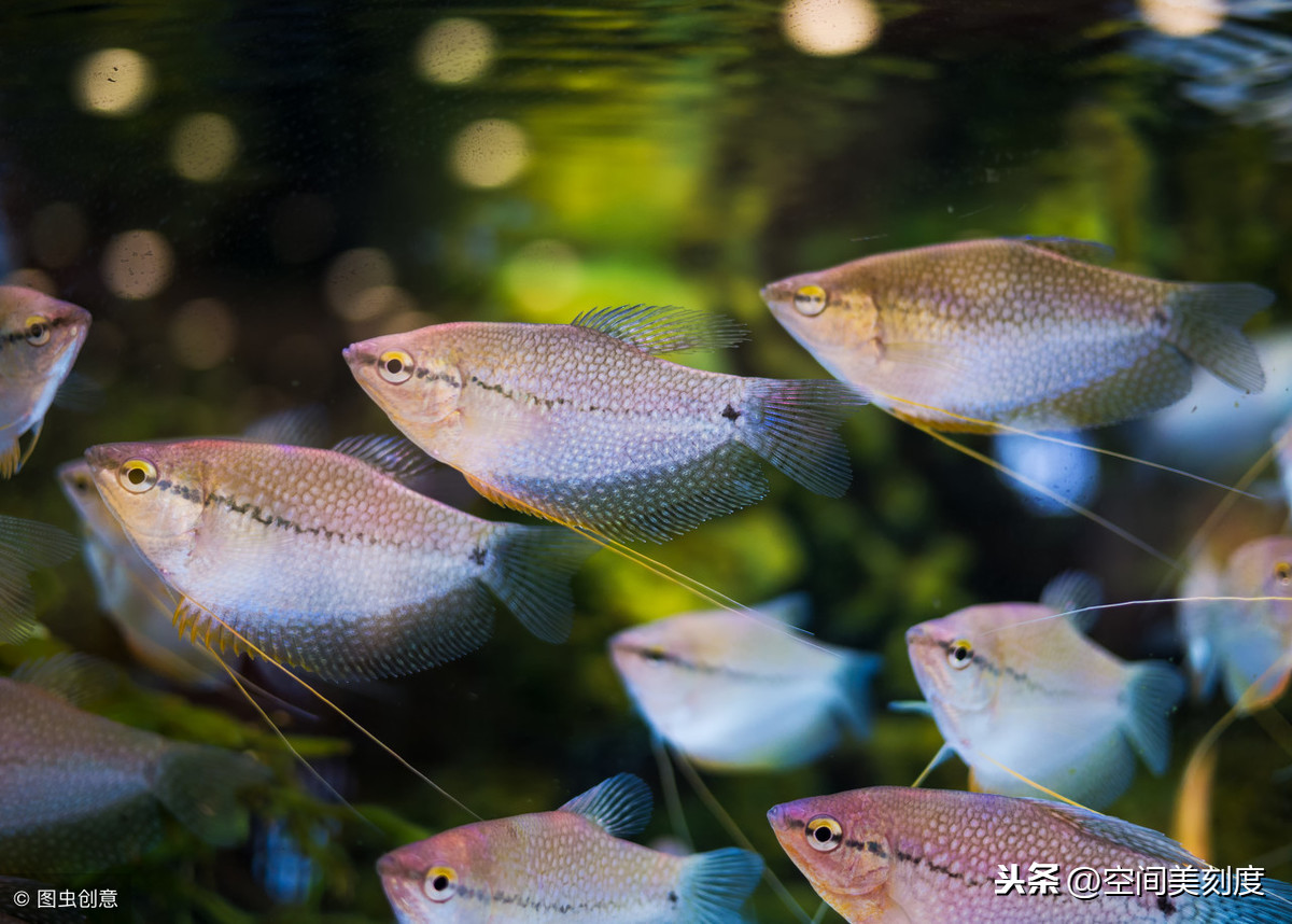 水族馆常见观赏鱼图片