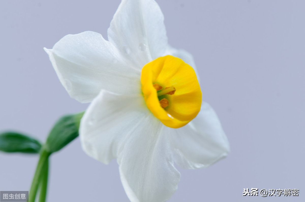 水仙花為何是臘月花神?看它的花語,想不喜歡都難